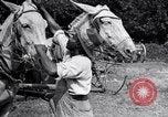 Image of Pesticide combat boll weevil United States USA, 1921, second 60 stock footage video 65675028385