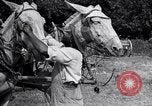Image of Pesticide combat boll weevil United States USA, 1921, second 61 stock footage video 65675028385