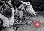 Image of Pesticide combat boll weevil United States USA, 1921, second 62 stock footage video 65675028385