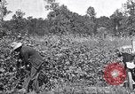 Image of farmer inspecting cotton crop United States USA, 1921, second 10 stock footage video 65675028387
