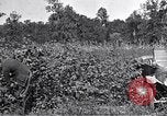 Image of farmer inspecting cotton crop United States USA, 1921, second 11 stock footage video 65675028387