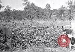 Image of farmer inspecting cotton crop United States USA, 1921, second 12 stock footage video 65675028387