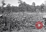 Image of farmer inspecting cotton crop United States USA, 1921, second 13 stock footage video 65675028387
