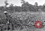 Image of farmer inspecting cotton crop United States USA, 1921, second 14 stock footage video 65675028387
