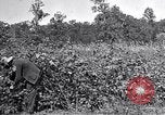Image of farmer inspecting cotton crop United States USA, 1921, second 15 stock footage video 65675028387