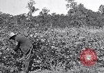 Image of farmer inspecting cotton crop United States USA, 1921, second 16 stock footage video 65675028387