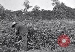 Image of farmer inspecting cotton crop United States USA, 1921, second 17 stock footage video 65675028387