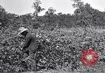 Image of farmer inspecting cotton crop United States USA, 1921, second 18 stock footage video 65675028387
