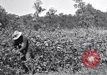 Image of farmer inspecting cotton crop United States USA, 1921, second 19 stock footage video 65675028387