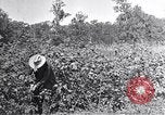 Image of farmer inspecting cotton crop United States USA, 1921, second 20 stock footage video 65675028387