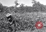 Image of farmer inspecting cotton crop United States USA, 1921, second 21 stock footage video 65675028387
