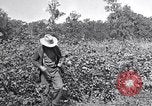 Image of farmer inspecting cotton crop United States USA, 1921, second 22 stock footage video 65675028387
