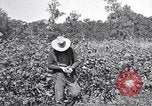 Image of farmer inspecting cotton crop United States USA, 1921, second 23 stock footage video 65675028387