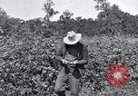 Image of farmer inspecting cotton crop United States USA, 1921, second 24 stock footage video 65675028387