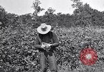 Image of farmer inspecting cotton crop United States USA, 1921, second 25 stock footage video 65675028387
