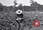 Image of farmer inspecting cotton crop United States USA, 1921, second 26 stock footage video 65675028387