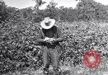 Image of farmer inspecting cotton crop United States USA, 1921, second 27 stock footage video 65675028387