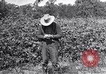 Image of farmer inspecting cotton crop United States USA, 1921, second 28 stock footage video 65675028387
