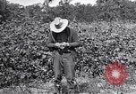 Image of farmer inspecting cotton crop United States USA, 1921, second 29 stock footage video 65675028387