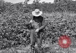 Image of farmer inspecting cotton crop United States USA, 1921, second 51 stock footage video 65675028387
