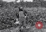 Image of farmer inspecting cotton crop United States USA, 1921, second 52 stock footage video 65675028387