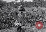 Image of farmer inspecting cotton crop United States USA, 1921, second 53 stock footage video 65675028387