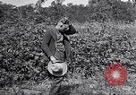 Image of farmer inspecting cotton crop United States USA, 1921, second 54 stock footage video 65675028387