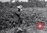 Image of farmer inspecting cotton crop United States USA, 1921, second 55 stock footage video 65675028387
