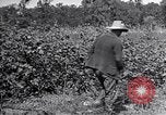 Image of farmer inspecting cotton crop United States USA, 1921, second 56 stock footage video 65675028387