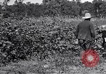 Image of farmer inspecting cotton crop United States USA, 1921, second 57 stock footage video 65675028387