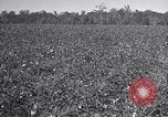 Standbild Owens United States USA, 1921, aus Sekunde 15 historischem Filmmaterial Videoclip 65675028393