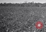 Standbild Owens United States USA, 1921, aus Sekunde 16 historischem Filmmaterial Videoclip 65675028393