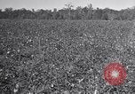 Standbild Owens United States USA, 1921, aus Sekunde 17 historischem Filmmaterial Videoclip 65675028393