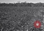 Standbild Owens United States USA, 1921, aus Sekunde 19 historischem Filmmaterial Videoclip 65675028393