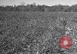 Standbild Owens United States USA, 1921, aus Sekunde 22 historischem Filmmaterial Videoclip 65675028393