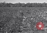 Standbild Owens United States USA, 1921, aus Sekunde 30 historischem Filmmaterial Videoclip 65675028393