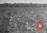 Standbild Owens United States USA, 1921, aus Sekunde 39 historischem Filmmaterial Videoclip 65675028393