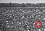 Standbild Owens United States USA, 1921, aus Sekunde 49 historischem Filmmaterial Videoclip 65675028393