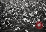 Image of government expert United States USA, 1921, second 46 stock footage video 65675028398