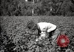 Image of government expert United States USA, 1921, second 62 stock footage video 65675028398