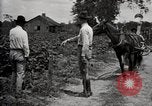 Image of government expert teaches use of insecticide United States USA, 1921, second 22 stock footage video 65675028401