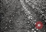 Image of government expert teaches use of insecticide United States USA, 1921, second 48 stock footage video 65675028401