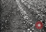 Image of government expert teaches use of insecticide United States USA, 1921, second 49 stock footage video 65675028401