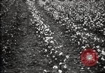Image of government expert teaches use of insecticide United States USA, 1921, second 50 stock footage video 65675028401