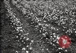 Image of government expert teaches use of insecticide United States USA, 1921, second 52 stock footage video 65675028401