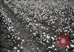 Image of government expert teaches use of insecticide United States USA, 1921, second 53 stock footage video 65675028401