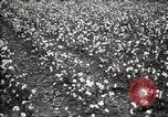 Image of government expert teaches use of insecticide United States USA, 1921, second 54 stock footage video 65675028401