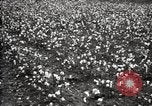 Image of government expert teaches use of insecticide United States USA, 1921, second 56 stock footage video 65675028401