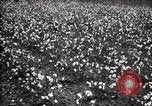 Image of government expert teaches use of insecticide United States USA, 1921, second 57 stock footage video 65675028401