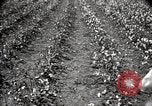 Image of government expert teaches use of insecticide United States USA, 1921, second 60 stock footage video 65675028401